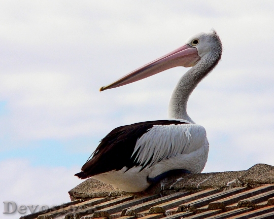 Devostock Pelican On Roof