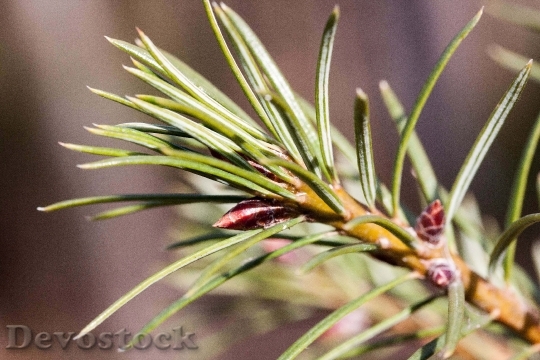 Devostock Pine Needles Spring Fr 0