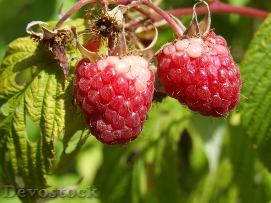 Devostock Raspberry Agriculture Fruit Berry