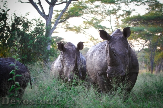 Devostock Rhinos In Afternoon
