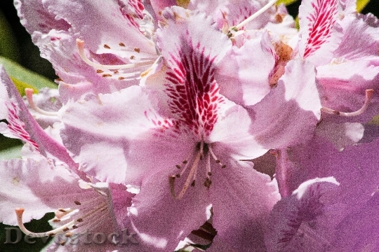 Devostock Rhododendron Single Flower Blossom 5
