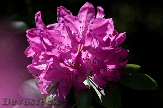 Devostock Rhododendron Traub Notes Doldentraub 0