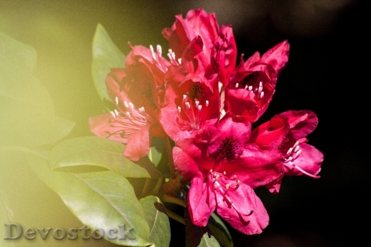 Devostock Rhododendron Traub Notes Doldentraub 1