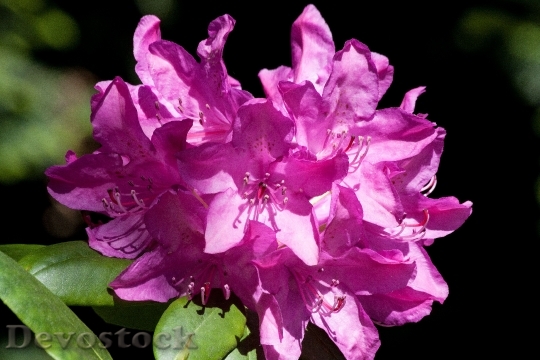 Devostock Rhododendron Traub Notes Doldentraub 3