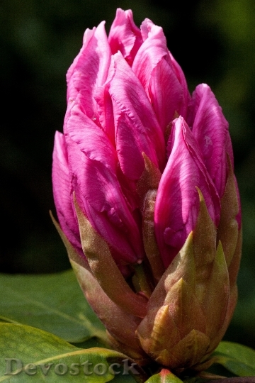 Devostock Rhododendron Traub Notes Doldentraub 5