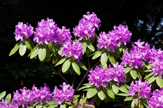 Devostock Rhododendron Traub Notes Doldentraub 7