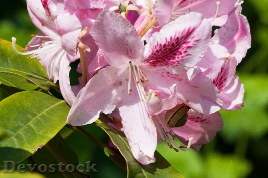 Devostock Rhododendron Traub Notes Doldentraub 9