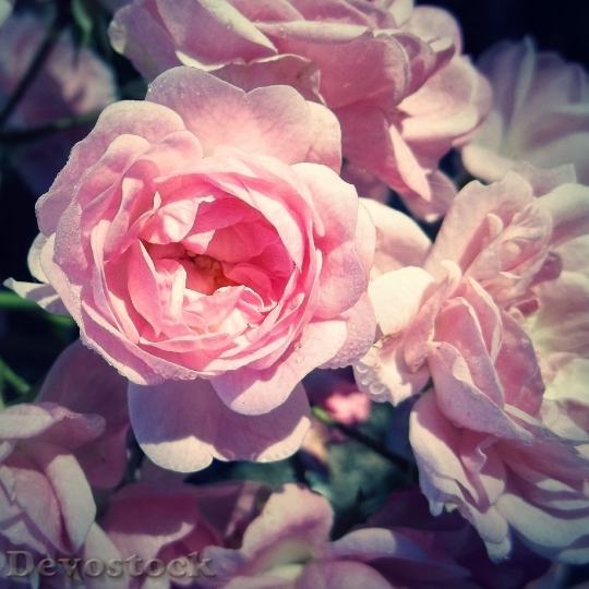 Devostock Rose Flower Pink Blossom 0