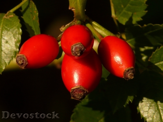 Devostock Rose Hip Fruit Sammelfrucht 6