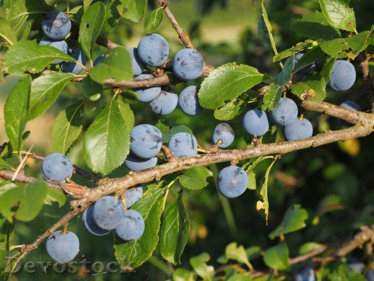 Devostock Schlehe Berries Blue Bush 1