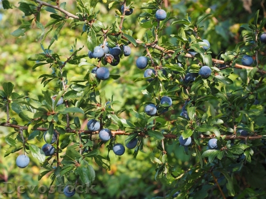 Devostock Schlehe Berries Blue Bush 3