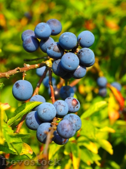 Devostock Schlehe Berries Blue Bush