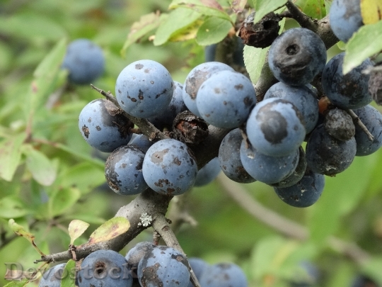Devostock Schlehe Bush Fruits Berries