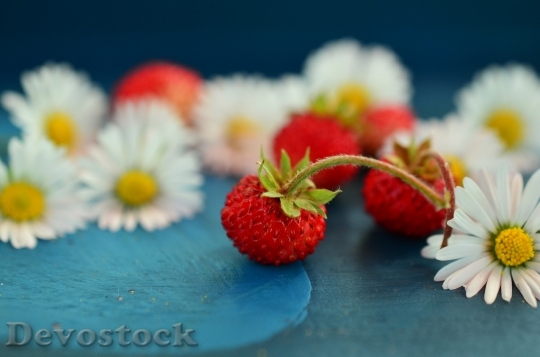 Devostock Strawberries Wild Strawberries Daisy