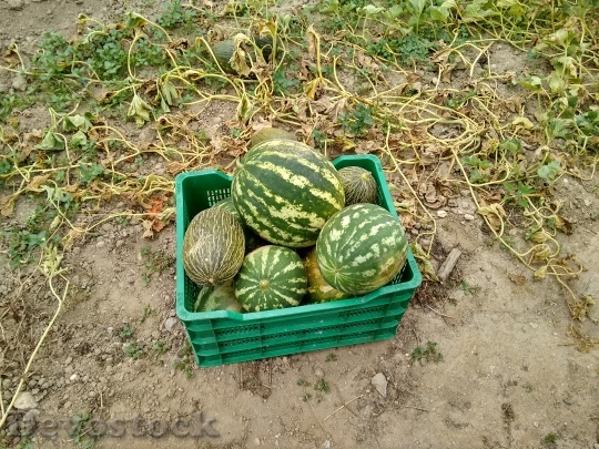 Devostock Watermelons Orchard Fruit Harvest