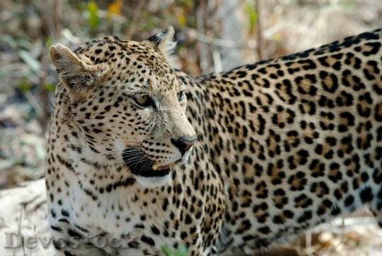Devostock Animal Africa Wilderness 3735 4K