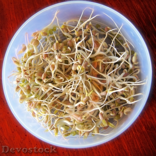 Devostock Bean Sprouts Sprout Food