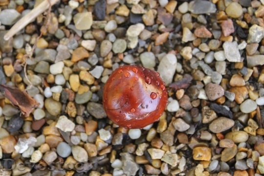 Devostock Chestnut Nut Conker Seed