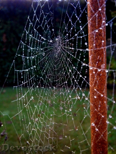 Devostock Cobweb Network Dew Drip