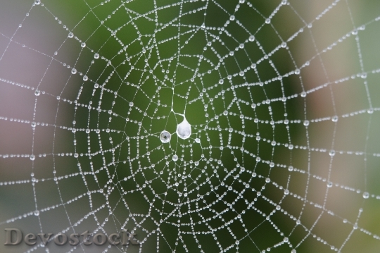 Devostock Cobweb Network Orb Web 0