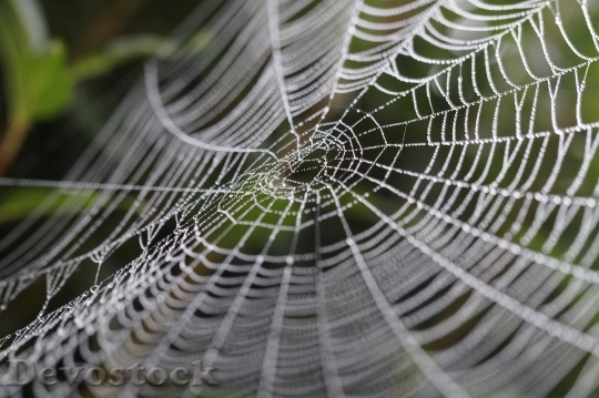 Devostock Cobweb Wheel Spider Network 0