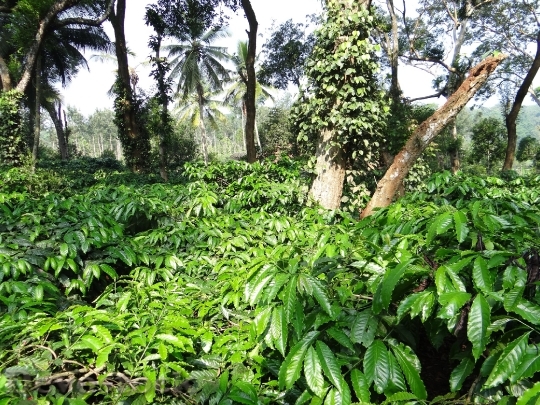 Devostock Coffee Plantation Coffea Robusta