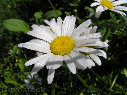 Devostock Daisy Dew Macro Flower