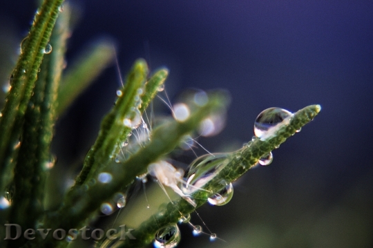 Devostock Drops Water Plants Drop