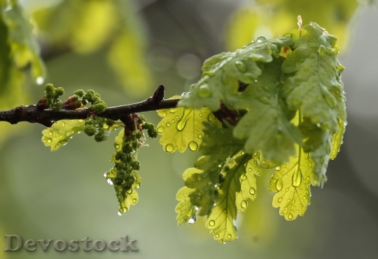 Devostock Flower Oak Rain Leaf