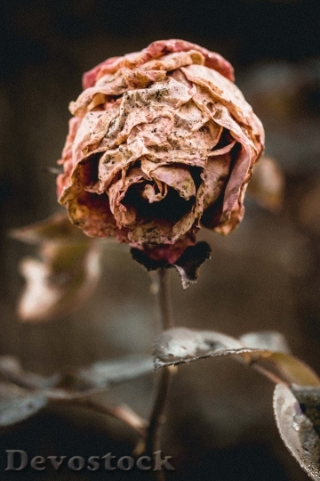 Devostock Flower Rose Nature Whte 4K