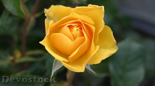 Devostock Flower Roses Bloom Blosom 4K