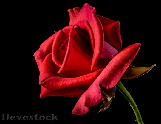 Devostock Flower Roses Red Roses Blom 4K