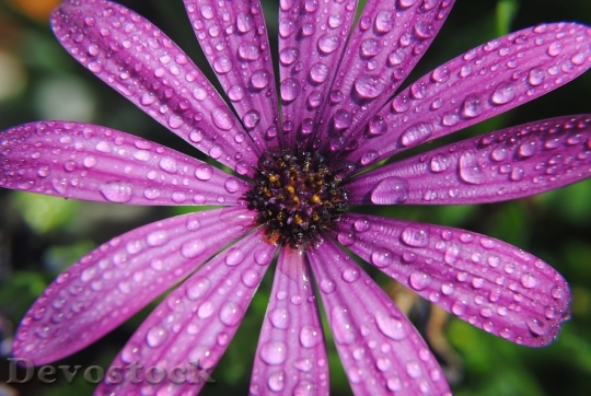 Devostock Flower Summer Drops Water