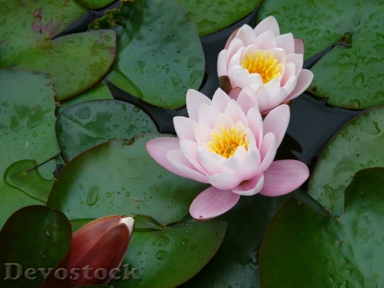 Devostock Flower Water Water Lily