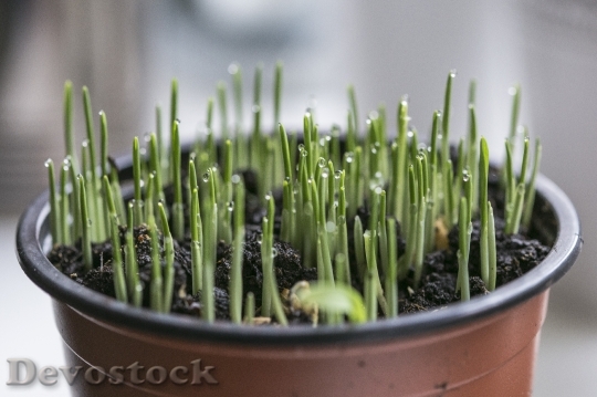 Devostock Green Grass Sprout Macro