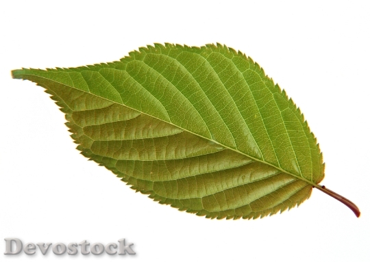 Devostock Green Leaf Isolated On 2