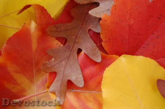 Devostock Leaves Autumn Fall Maple