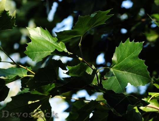 Devostock Leaves Autumn Green Canopy
