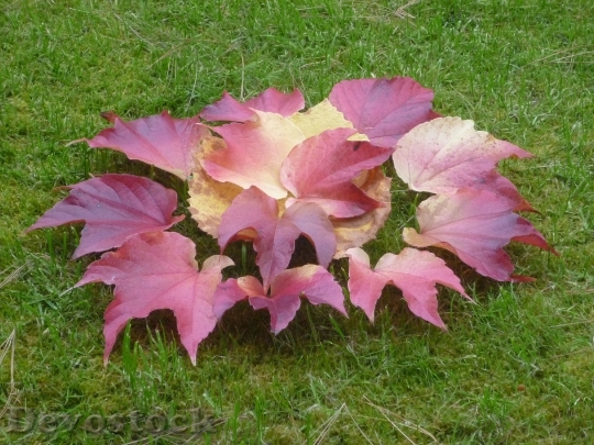 Devostock Leaves Autumnal Colors 508009