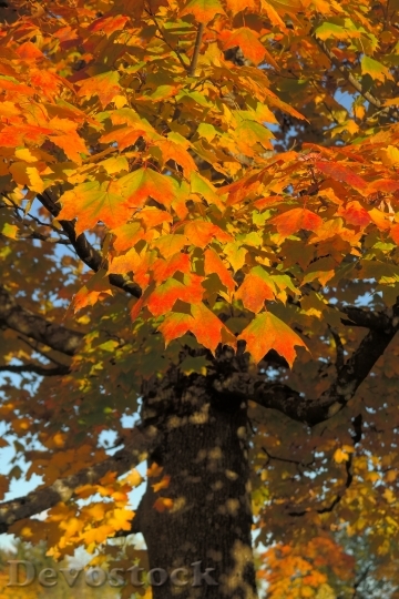 Devostock Leaves Canopy Autumn Fall 0
