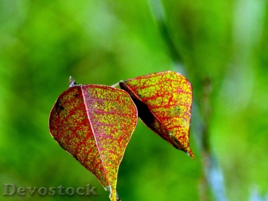 Devostock Leaves Drops Plant Leaves