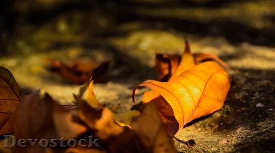 Devostock Leaves Golden Autumn Poplar