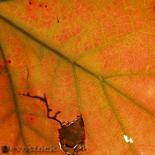 Devostock Leaves Leaf Braid Indian