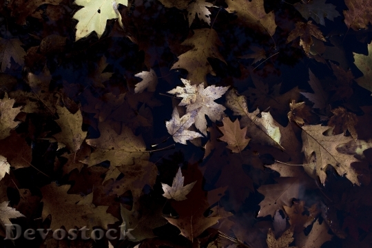 Devostock Leaves Leaf Dried Water