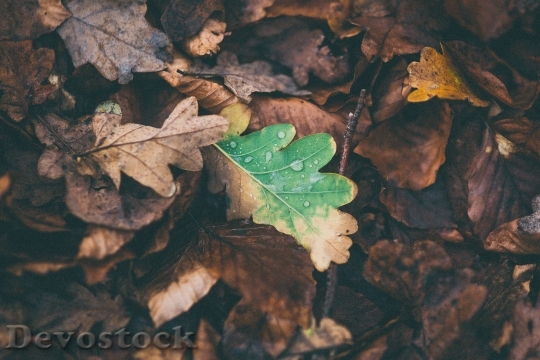 Devostock Leaves Oak Fallen Autumn