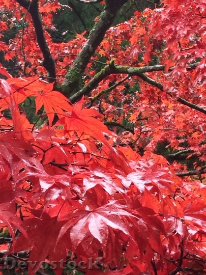 Devostock Maple Autumnal Leaves 972514