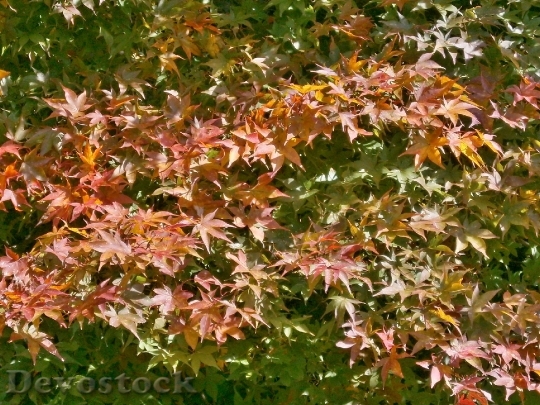 Devostock Maple Autumnal Leaves Maple