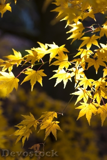Devostock Maple Leaves Autumn Autumnal