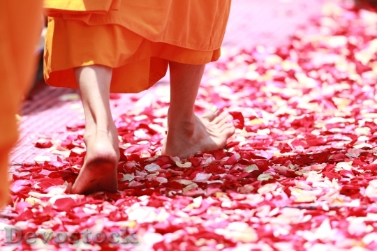 Devostock Monk Walking Rose Petals Buddhism 5081 4K.jpeg