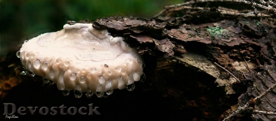 Devostock Mushroom Tree Fungus Log
